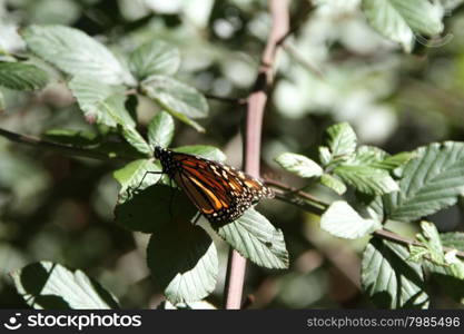 Butterfly migration in California. Migration from Mexico to Canada in the winter