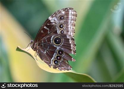 butterfly morpho butterfly leaf