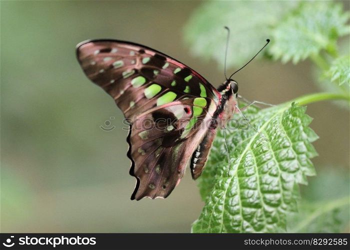 butterfly nature nature wallpaper