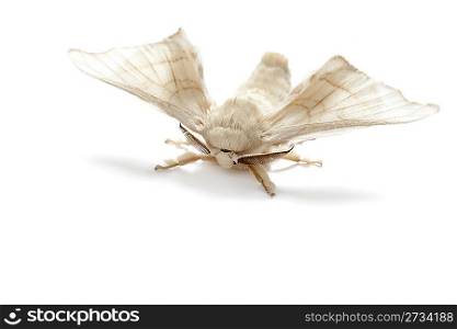 butterfly of silkworm silk worm isolated on white background
