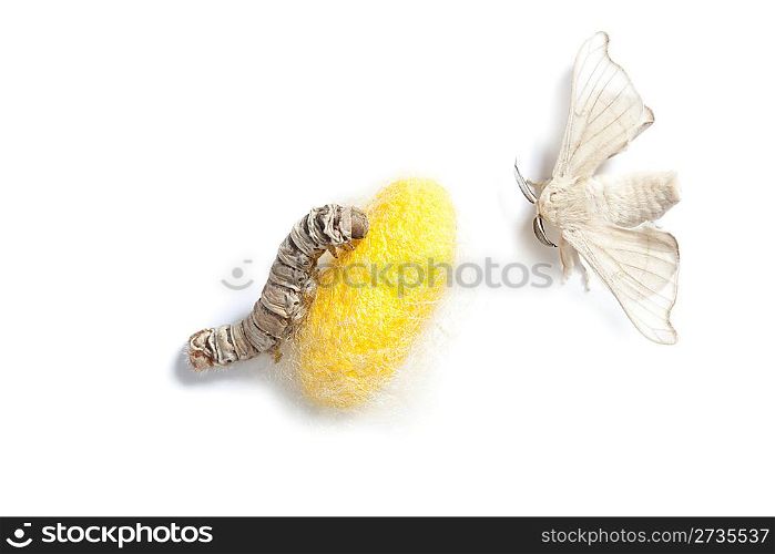 butterfly of silkworm with cocoon silk worm showing the three stages of its life