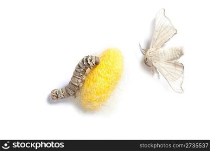 butterfly of silkworm with cocoon silk worm showing the three stages of its life