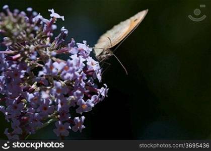 butterfly on a buddleia bush