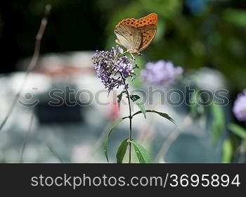 butterfly on a buddleia bush