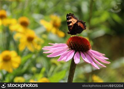 Butterfly on a flower. Butterfly on a flower. The insects in the terrarium.