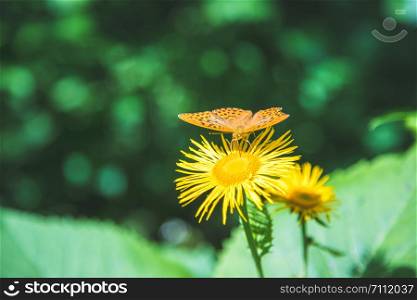 Butterfly on a flower, spring time in Austria