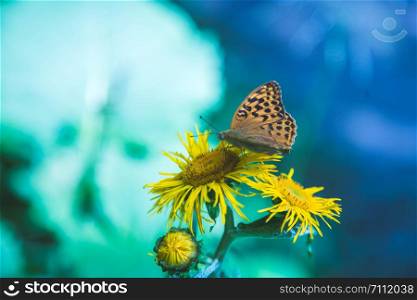 Butterfly on a flower, spring time in Austria