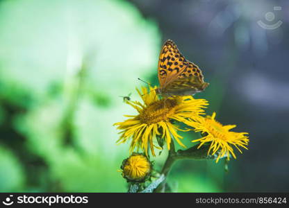 Butterfly on a flower, spring time in Austria