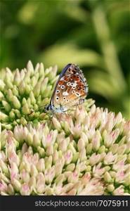 Butterfly on a flowering plant. multi-colored butterfly on flowering plants drinking nectar