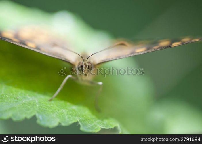 butterfly on a green leaf in the sun