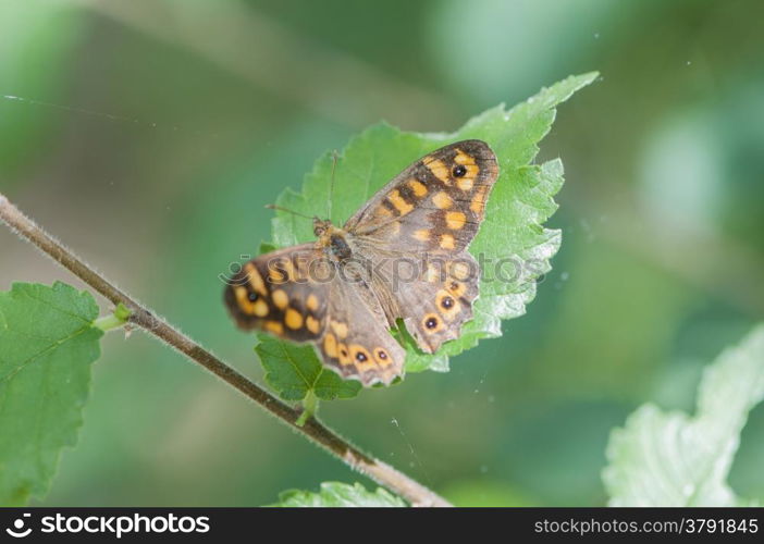 butterfly on a green leaf in the sun