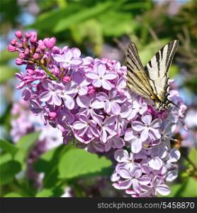 Butterfly on a lilac branch among green leaves