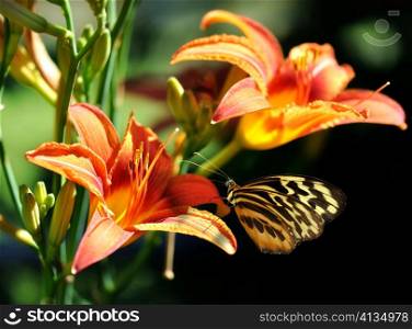butterfly on a lily flower ,close up
