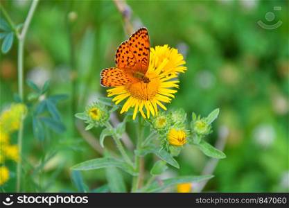 Butterfly on flower collects nectar summer day