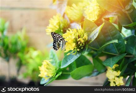 butterfly on flower Ixora yellow blooming in the garden wooden background in summer sunny bright day at back yard