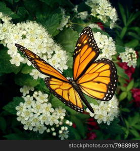 Butterfly on flowers as a monarch pollinator on white blooming outdoor plant pollinating and feeding off the flower nectar moving pollen in a natural function as a symbol of nature and healthy environment.