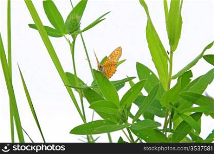 butterfly on herb on white background