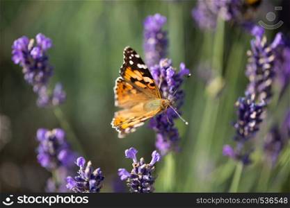 butterfly on lavender