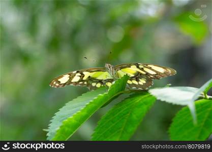 Butterfly on leave, nature background