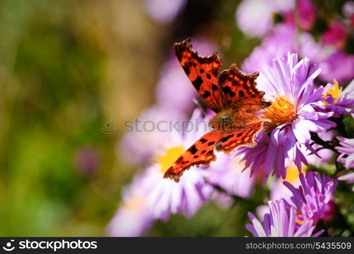 Butterfly on lilac daisy flowers over green defocused natural background in sunny day. Selective focus. Postcard
