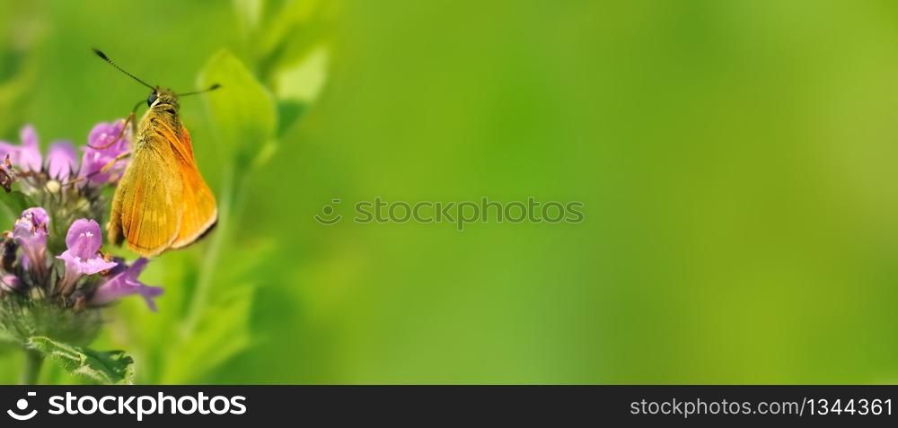 butterfly on pink flower on green empty panoramic background