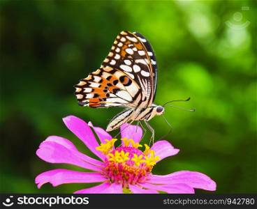 Butterfly on pink zinnia.