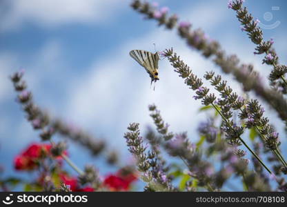 Butterfly on purple lavender blooms, France, post card