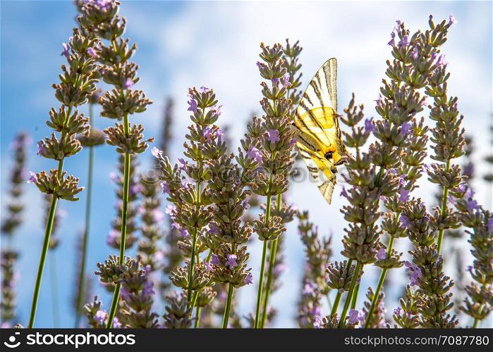Butterfly on purple lavender blooms, France, post card