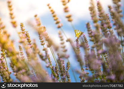 Butterfly on purple lavender blooms, France, post card