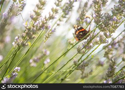Butterfly on purple lavender blooms, France, post card