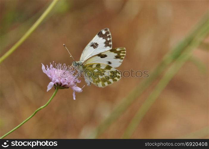 Butterfly on purple wild flower abstract nature background.