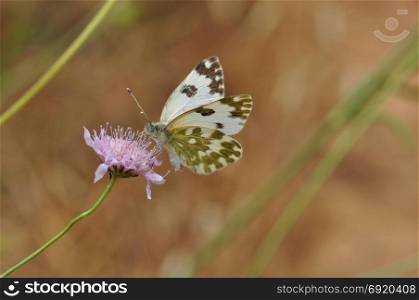 Butterfly on purple wild flower abstract nature background.