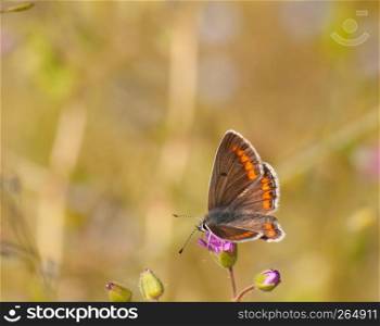 butterfly on small wild flower