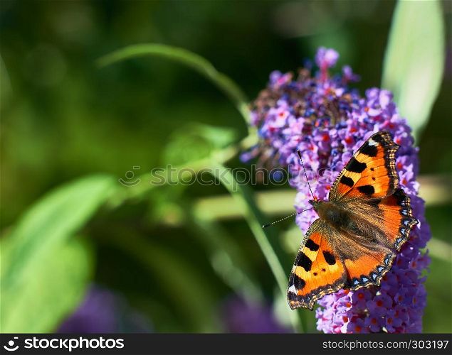butterfly on summer lilac