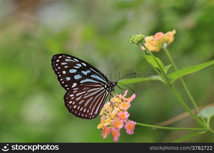 Butterfly on the blooming flower