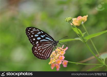 Butterfly on the blooming flower