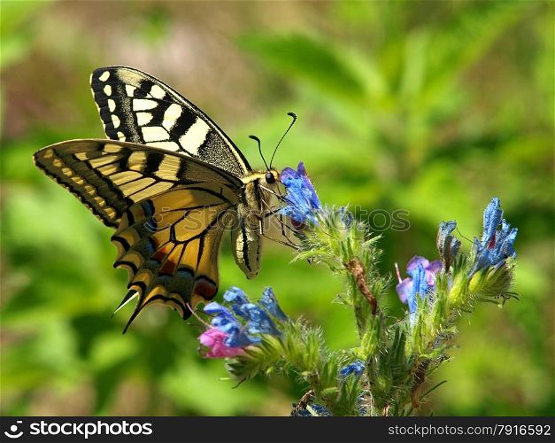 butterfly on the blue flower