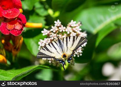 Butterfly on the flowers in summer