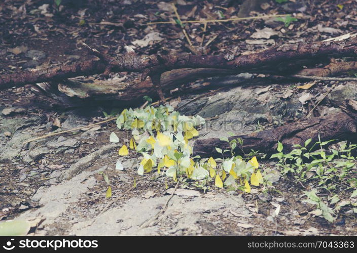 butterfly on the natural ground, tropical forest in Thailand