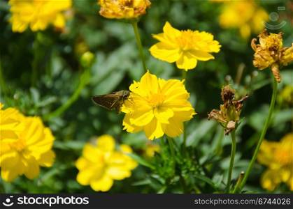 Butterfly on Yellow Cosmos flower. Butterfly drinking nectar on Yellow Cosmos flower, Cosmos sulphureus