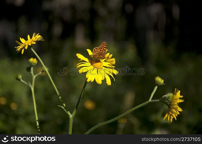 Butterfly on yellow daisies. Dark background