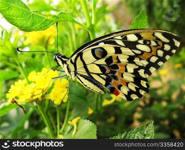 Butterfly on yellow flower