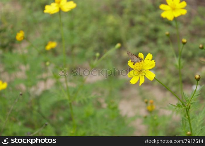 Butterfly on yellow flower Cosmos