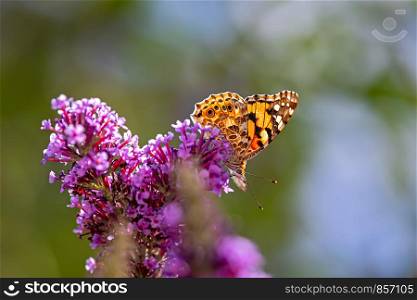 butterfly painted lady on purple flowering bush