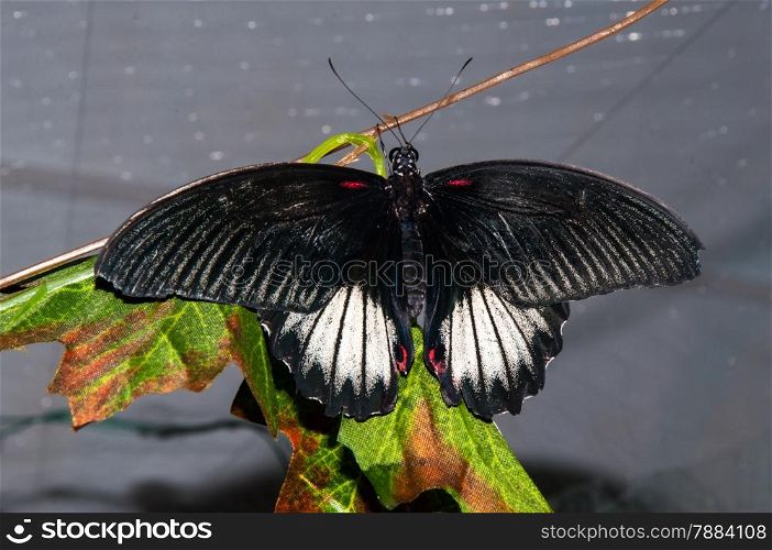 Butterfly Papilio Swallowtail butterflies are large, colorful butterflies in the family Papilionidae
