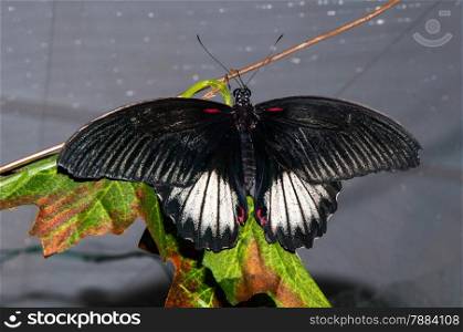 Butterfly Papilio Swallowtail butterflies are large, colorful butterflies in the family Papilionidae