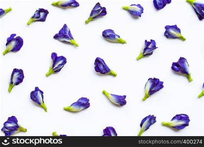 Butterfly pea flower on white background.