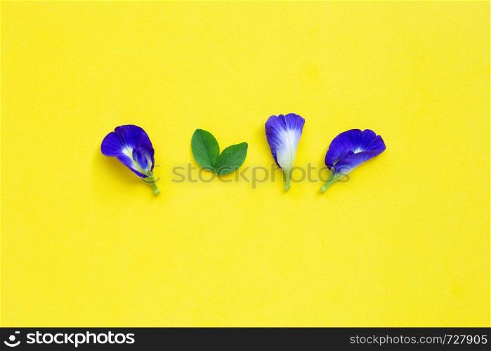 Butterfly pea flower on yellow background. Top view