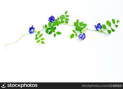 Butterfly pea flower with leaves on white background. Top view