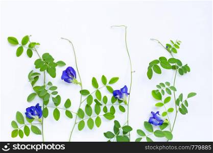Butterfly pea flower with leaves on white background. Top view
